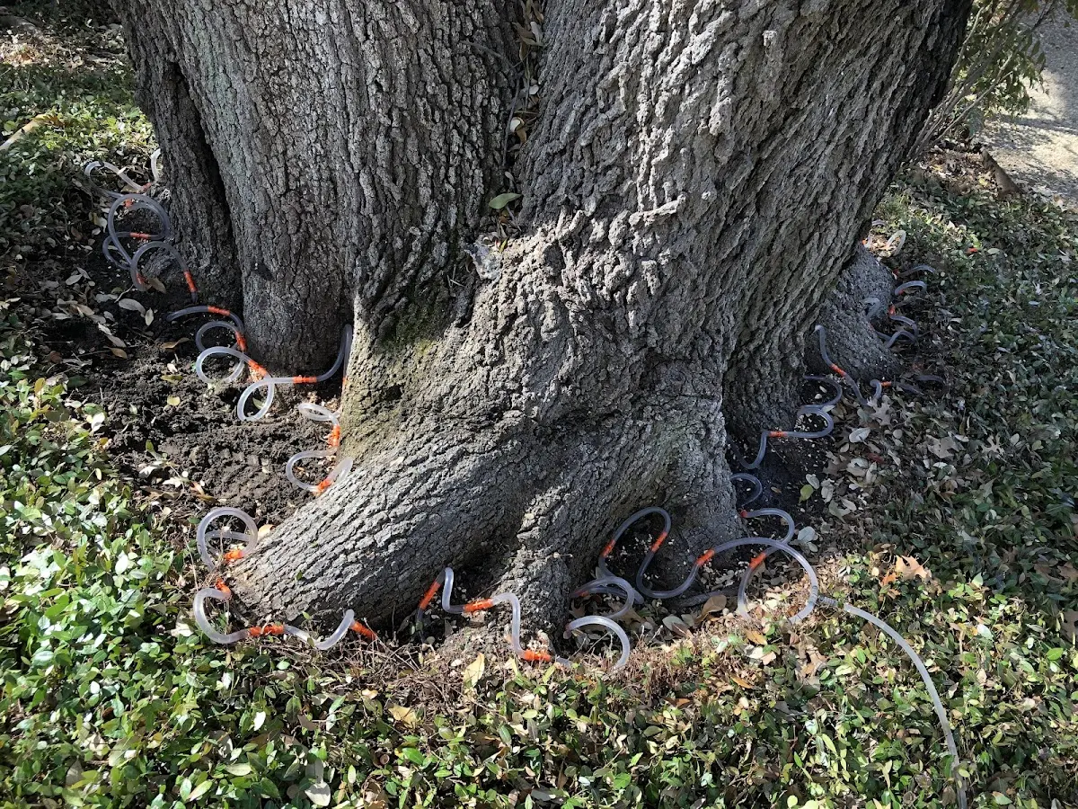 Detailed Tree Cabling and Bracing job site in Harmony