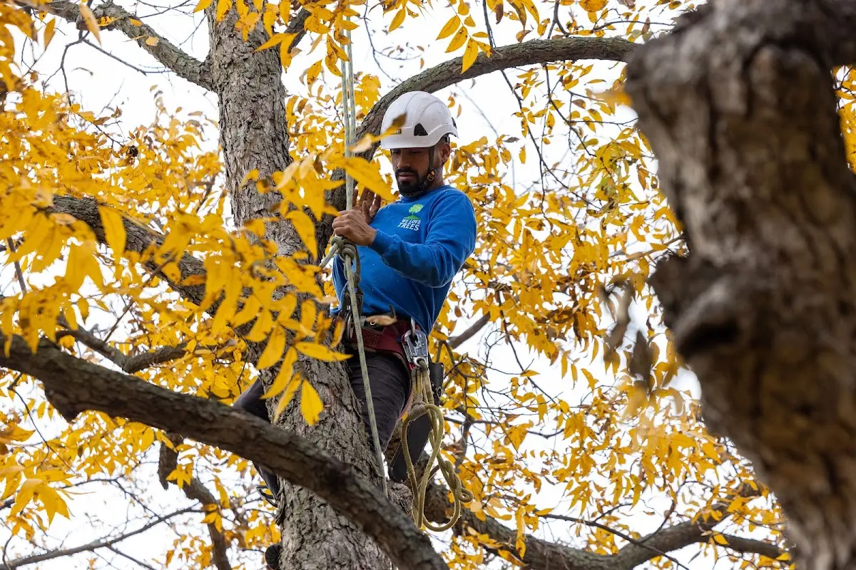 Skilled Tree Trimming crew working in Harmony